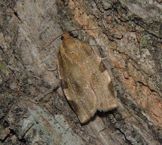 Choristoneura hebenstreitella Tortricidae